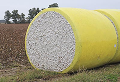 Round cotton bale in a cotton field