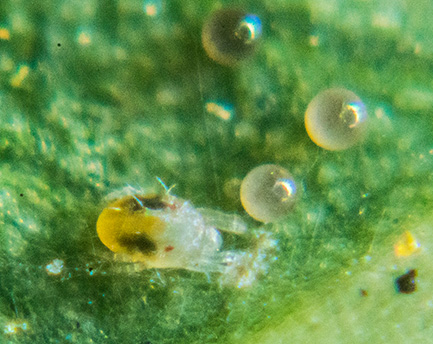 Closeup of a spider mite on a leaf