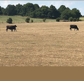Christian County pasture affected by drought. Photo by Tim Schnakenberg.
