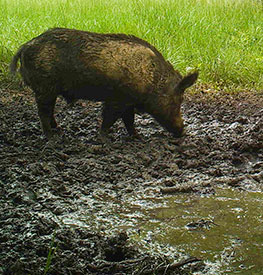 Feral Hog Extension Project