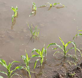 Young corn plants in a flooded field