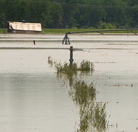A flooded crop field