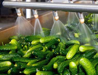 Washing Cucumbers