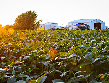 Soybeans in a field at Graves-Chapple Extension and Education Center