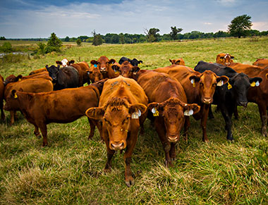 Cattle at the Forage Systems Research Center in Linneus, MO