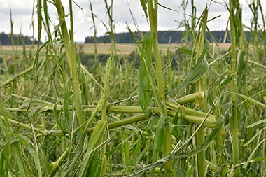 closeup of corn stalks in a field