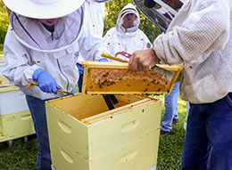 Beekeepers remove a frame from an apiary.