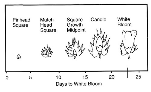 Reproductive stages of cotton: pinhead square, matchhead square, square growth midpoint, candle and white bloom