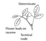 Image of indeterminate flowers on nodes