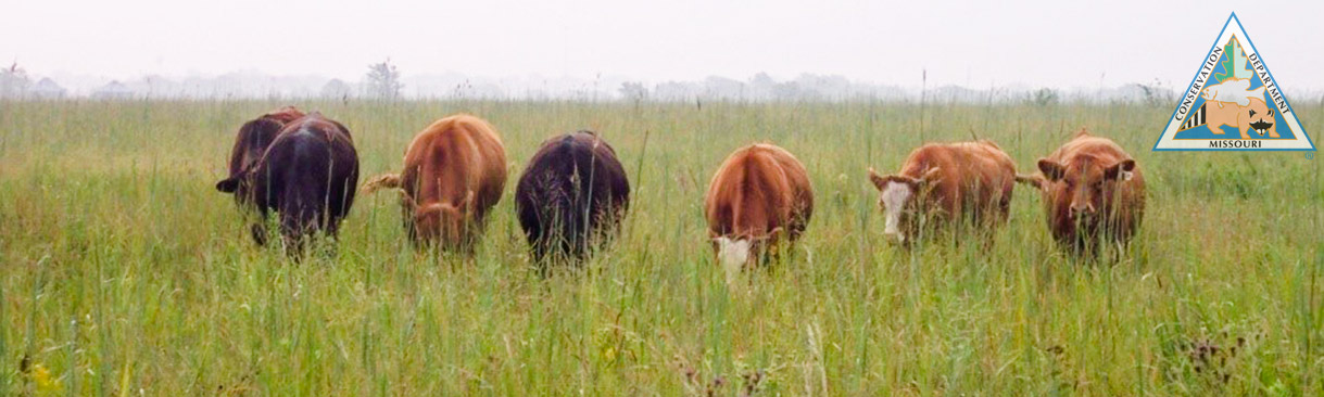 Cows grazing in a field of long grass.