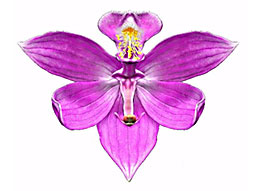 Gass pink orchid.