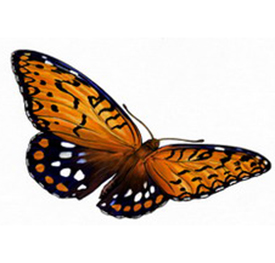 Regal Fritillary (butterfly) graphic on 2012 volunteer service pin