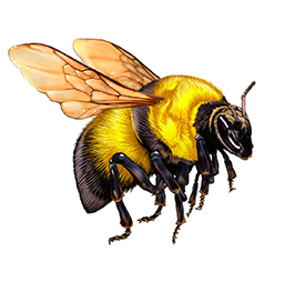 Bumblebee graphic on 2017 volunteer service pin
