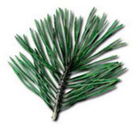 Short leaf pine graphic on 2011 volunteer service pin