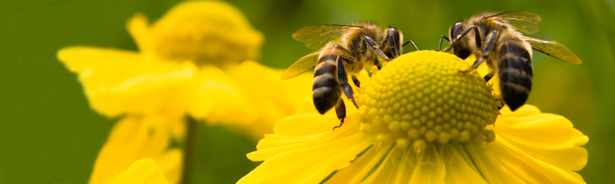 Pollinator bees
