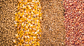soy beans, corn,wheat and sorghum linked to variety testing program