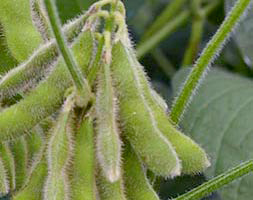 Link to Soybean Extension website