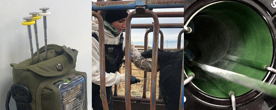 AI School collage: catheters in a warmer, a catheter being inserted into a cow, and a calf milking from a cow.