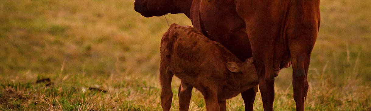 A calf drinking milk from a cow.