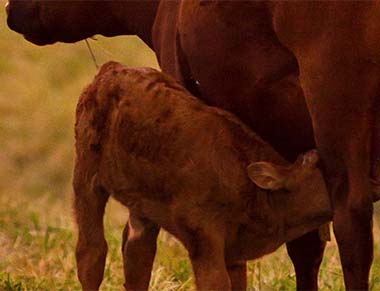 Mizzou Repro — Reproductive Management of Beef Cattle