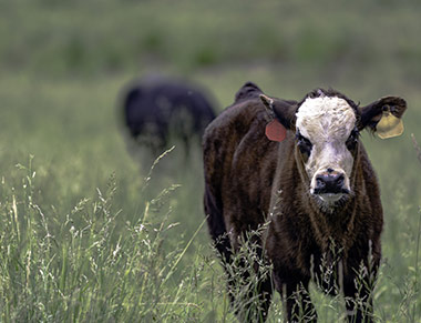 Cow grazing in tall grass.