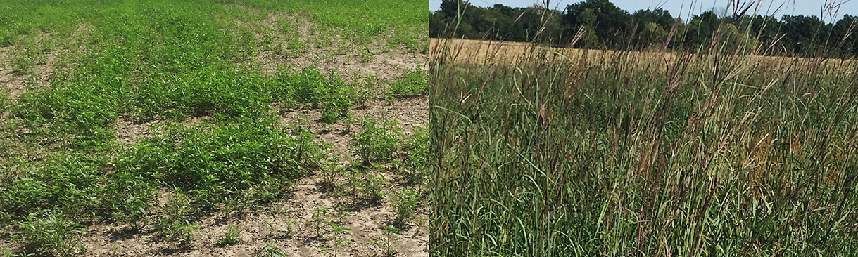 Side-by-side image of weedy grass and flourishing grass.