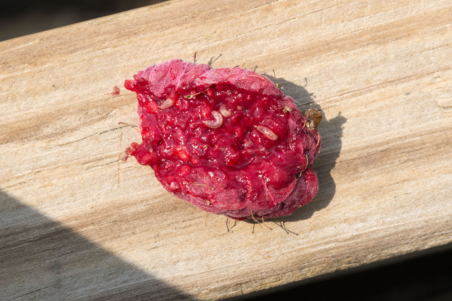 Spotted Wing Drosophila larvae in infested raspberry