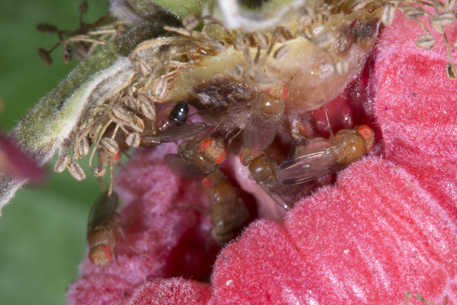 Both male and female SWD adults are seen inside this raspberry fruit