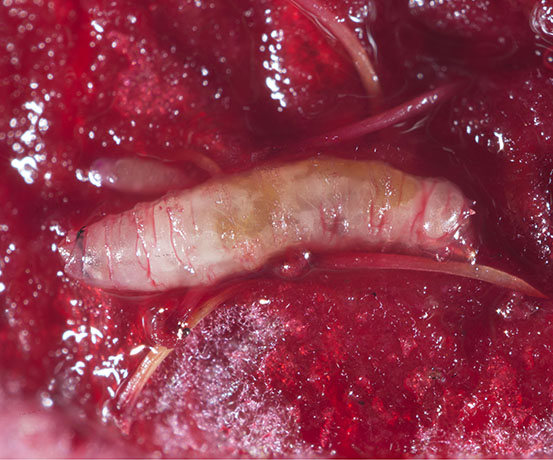 SWD larva in raspberry fruit