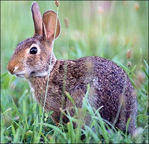 Closeup of a cottontail rabbit