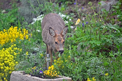 Deer eating flowers in field