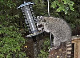 Raccoon raiding a bird feeder