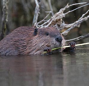 Young beaver feeding on a willow shoot
