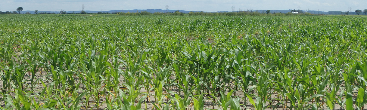Nutrient Management