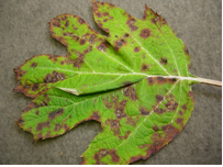 Bacterial leaf spot and insect damage on hydrangea
