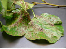 Impatiens Necrotic Spot Virus on impatiens