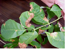 Anthracnose on ash