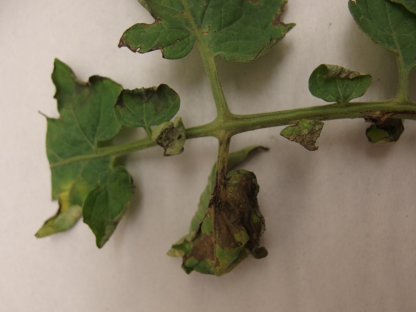 bacterial canker disease on tomato