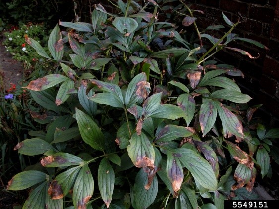 botrytis blight peony