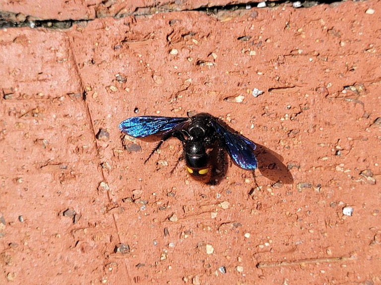 blue winged wasp