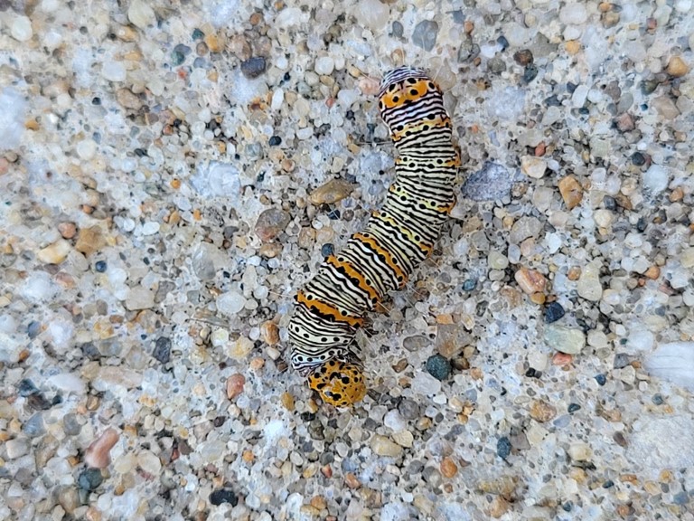 eight-spotted forester caterpillar