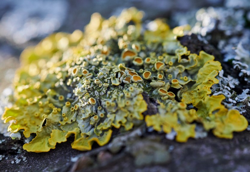 common orange lichen