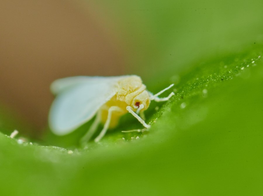 white fly on christmas cactus