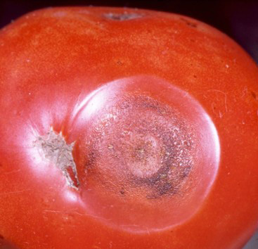 tomato with damage from anthracnose