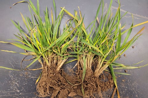 Wheat Spindle Streak Mosaic Virus and Soil-borne Wheat Mosaic Virus