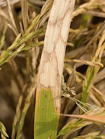 Closeup of rice plant showing watermark lesions from sheath blight