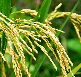 Closeup of rice plant