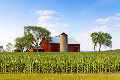 A cornfield with a silo and red barn in the background.