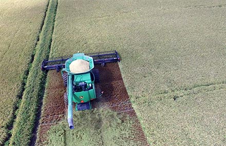 A rice harvester at work in a field.