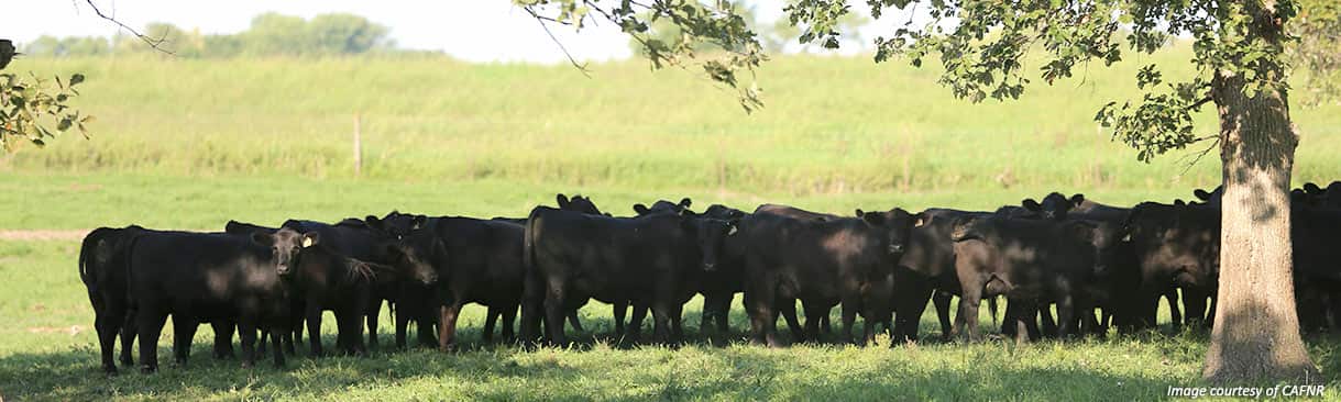 black Angus cattle in grassy area